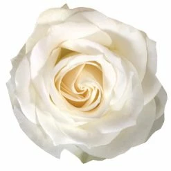 Fearika White Rose Die Cut Placemats